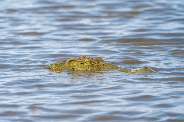 Nyerere National Park